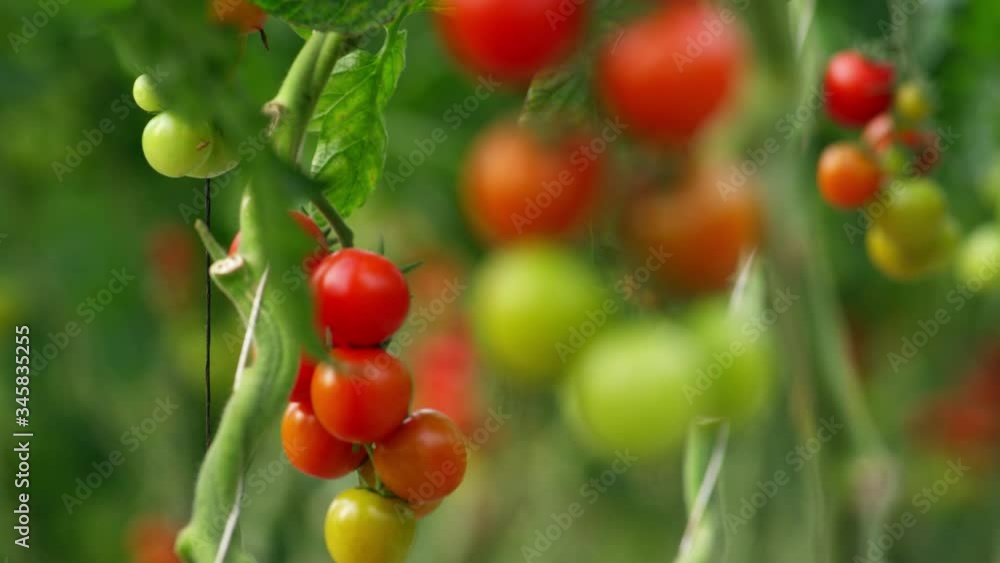 MS R/F CU Tomato plants
