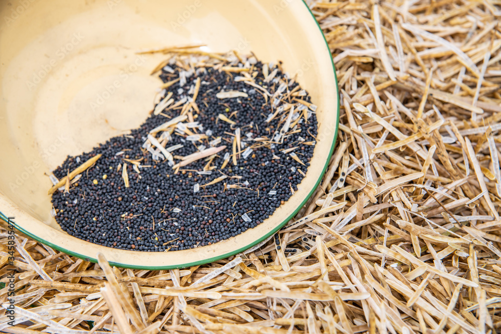 Fototapeta premium Rapeseed harvested in summer