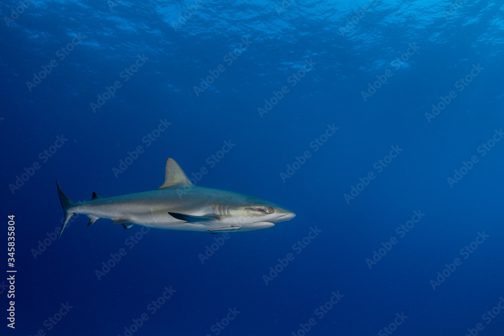 The Caribbean reef shark (Carcharhinus perezi) is a species of requiem shark, belonging to the family Carcharhinidae. The Caribbean reef shark (Carcharhinus perezi) is a species of requiem shark, belonging to the family Carcharhinidae.