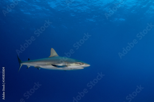 The Caribbean reef shark  Carcharhinus perezi  is a species of requiem shark  belonging to the family Carcharhinidae. 