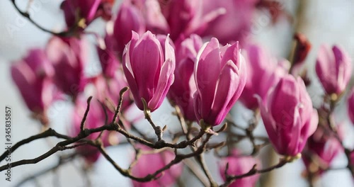 closeup shot of magnolia