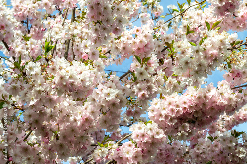A bush of blossoming sakura. Delicate pink flowers bloomed outdoor. Beautiful spring background on a sunny weather day