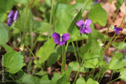 Purple violet flowers in the grass