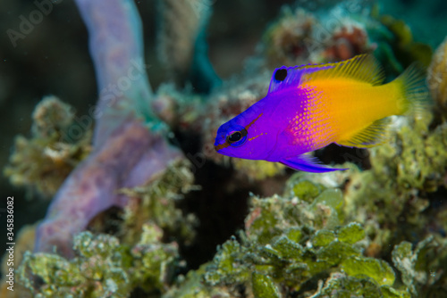 The royal gramma, also known as the fairy basslet, is a species of fish in the family Grammatidae native to reef environments of the tropical western Atlantic Ocean.