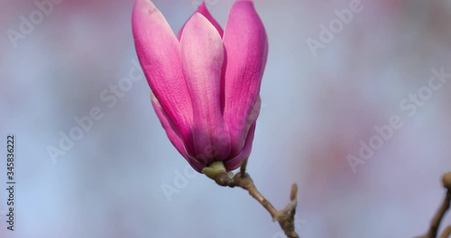 closeup shot of magnolia