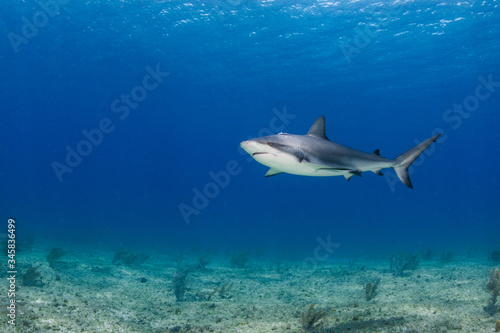 The Caribbean reef shark (Carcharhinus perezi) is a species of requiem shark, belonging to the family Carcharhinidae.  © Albert