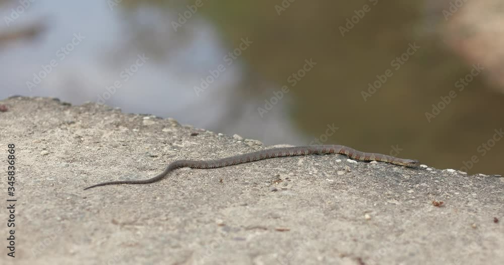 A dangerous copperhead snake in the wilderness A dangerous copperhead snake in the wilderness