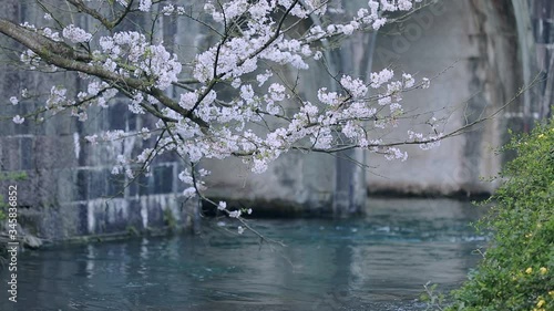 cherry blossoms over the river