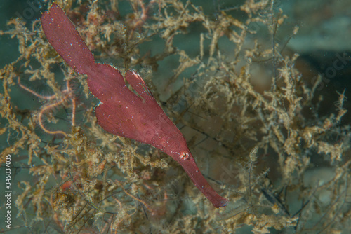 The robust ghost pipefish (Solenostomus cyanopterus) photo