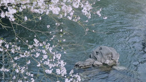 cherry blossoms over the river