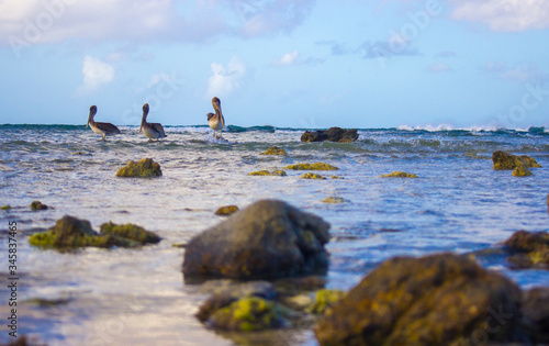 Pelicanos en el mar de aruba sobre rocas