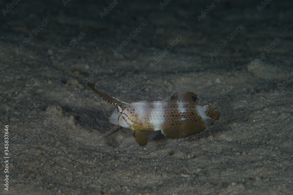 Peacock Razorfish (Juvenile) (Iniistius pavo) is a species of marine ...