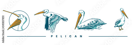pelican set illustration design 