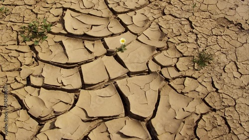 CU Flower growing in cracked dry earth photo