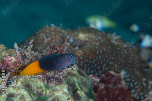 Ecsenius bicolor, commonly known as the flame tail blenny or bicolor blenny, is a blenny from the Indo-Pacific.