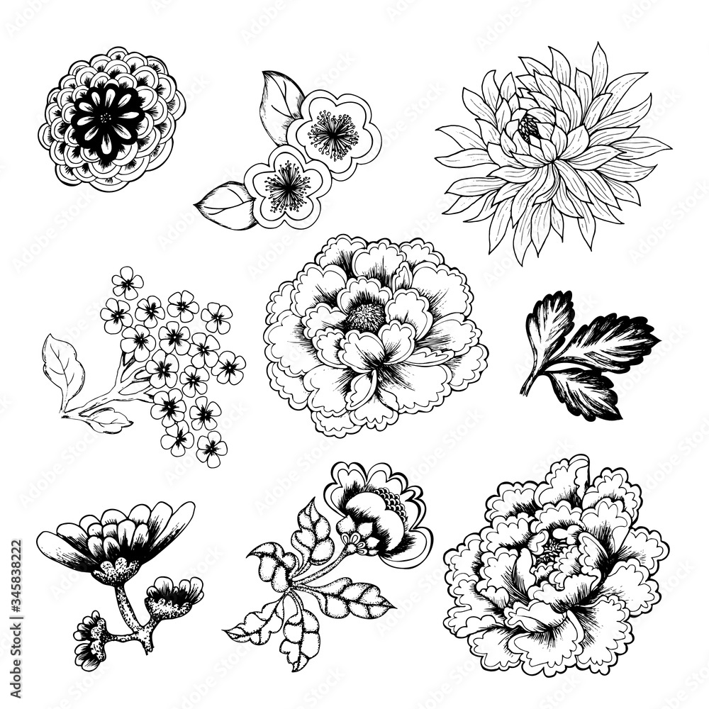 Peony, Chrysanthemum, sakura, drawn by a contour. Asian flowers in