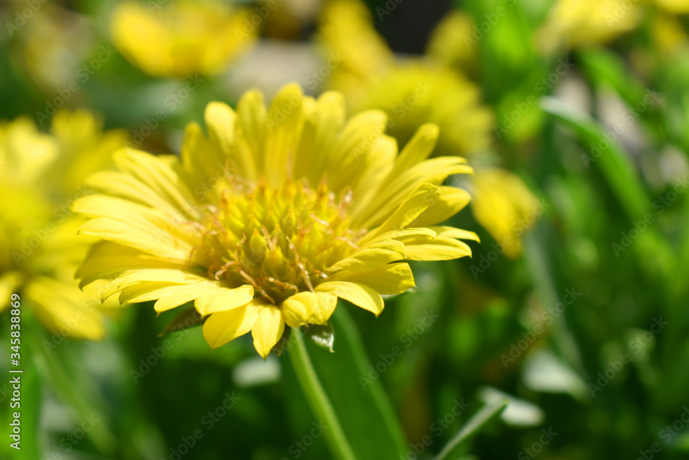Beautiful yellow flower with nature blurred background in garden .Indian blanket flower (Gaillardia aristata flower) Beautiful yellow flower with nature blurred background in garden .Indian blanket flower (Gaillardia aristata flower)
