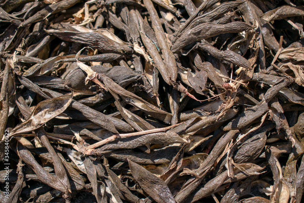Dry bean pods without seeds. Peel of a plant from the family Fabaceae. Concept of mulch, alternative medicine, tincture ingredient, animal feed. Dry bean pods without seeds. Peel of a plant from the family Fabaceae. Concept of mulch, alternative medicine, tincture ingredient, animal feed.