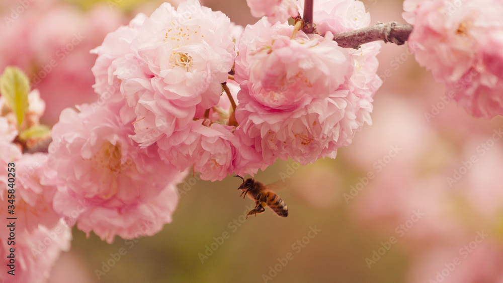Fototapeta premium Bee Flying Beside A Pink Flower