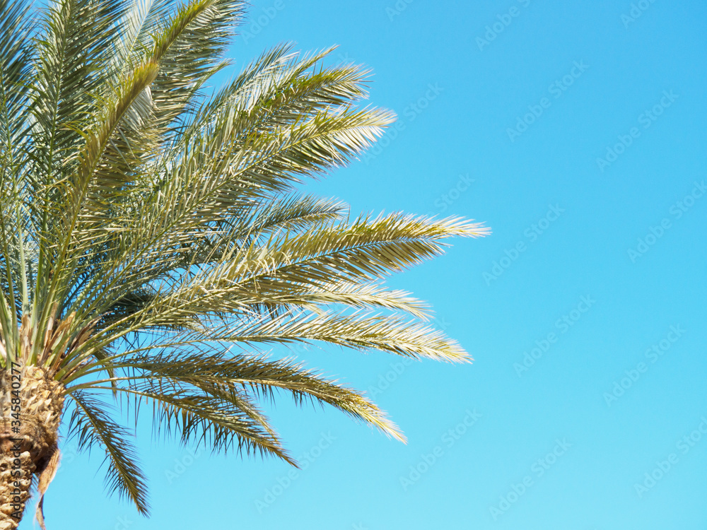 Green branches of palm tree against background of clear blue sky, close up view. Egypt in february, nature background. Selective soft focus. Blurred background Green branches of palm tree against background of clear blue sky, close up view. Egypt in february, nature background. Selective soft focus. Blurred background