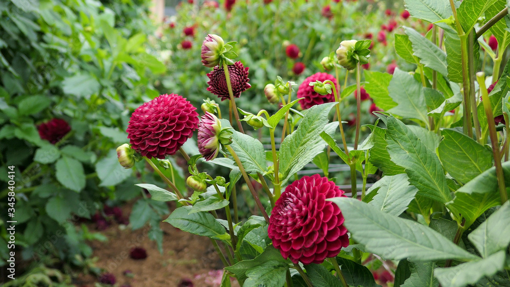wild dahlia flowers plant wild dahlia flowers plant