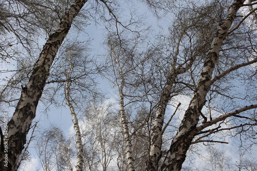 bare branches of trees birch in the forest against the sky in spring crown