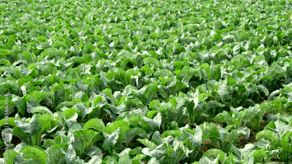 WS Woman carrying bucket through cabbage field and kneeling down to check plants WS Woman carrying bucket through cabbage field and kneeling down to check plants