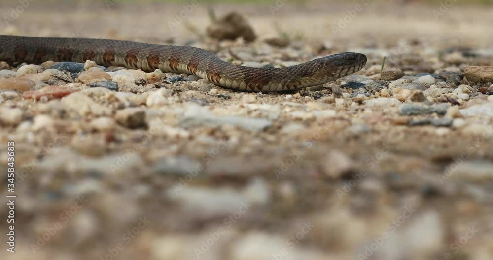 A dangerous copperhead snake in the wilderness A dangerous copperhead snake in the wilderness
