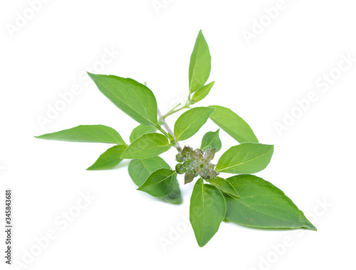 The basil leaves on a white background