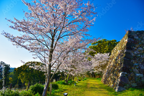 田丸城　桜満開