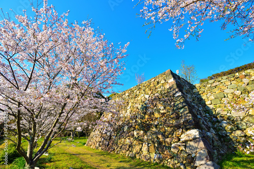 田丸城　桜満開