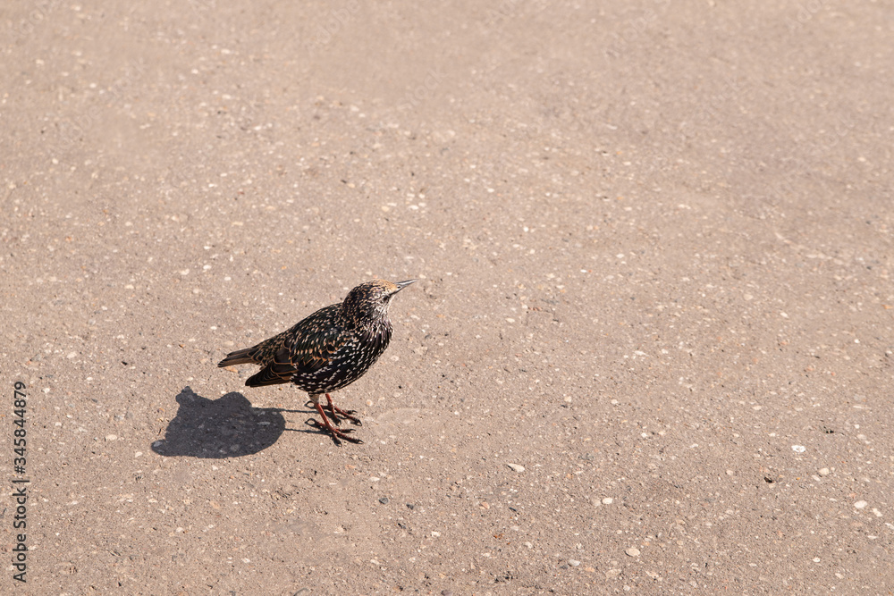 Obraz premium An ordinary starling on the sidewalk. Bird in beautiful breeding plumage