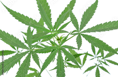Fresh Medical marijuana isolated on white background