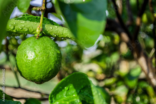 Wallpaper Mural Close up lime in the garden Torontodigital.ca