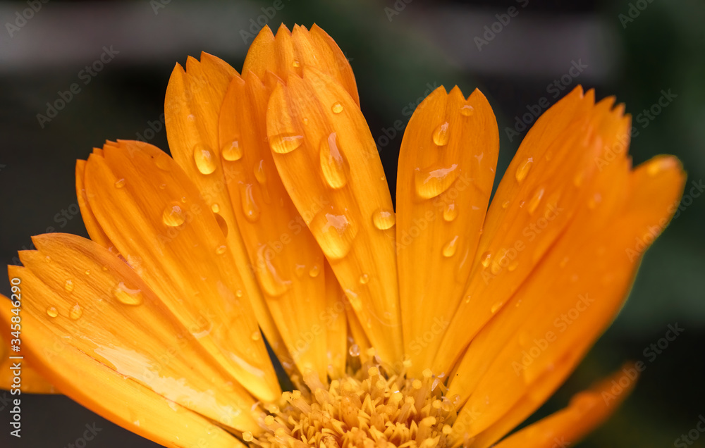 Close up of yellow daisy gerbera petals with waterdrops and beautiful light. Close up of yellow daisy gerbera petals with waterdrops and beautiful light.
