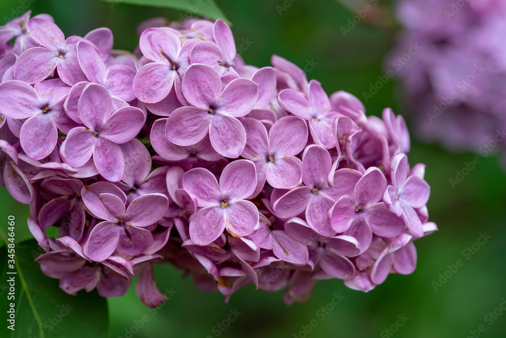 Fototapeta premium Branch of a blossoming lilac bush with delicate purple flowers and buds and fresh foliage. Beautiful sunset light spring floral background. Close-up macro view