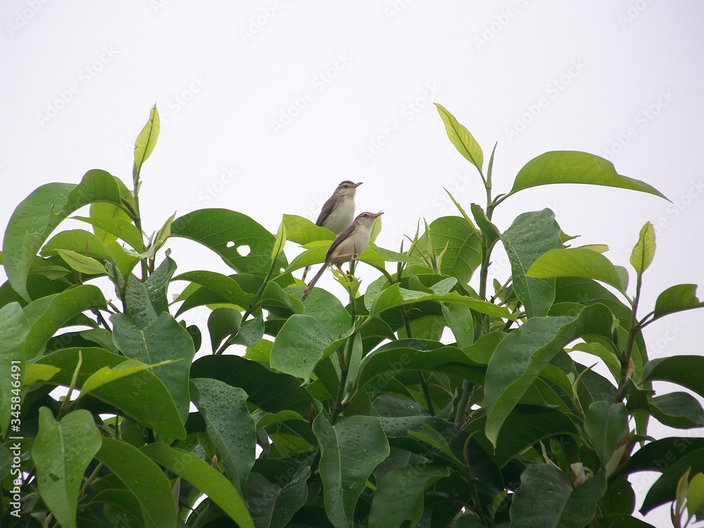 Two Birds Two Birds