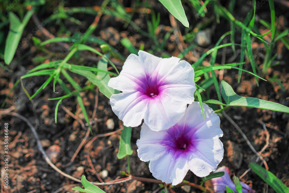 Ipomoea aquatica flower or morning glory blooming with water drop in garden Ipomoea aquatica flower or morning glory blooming with water drop in garden