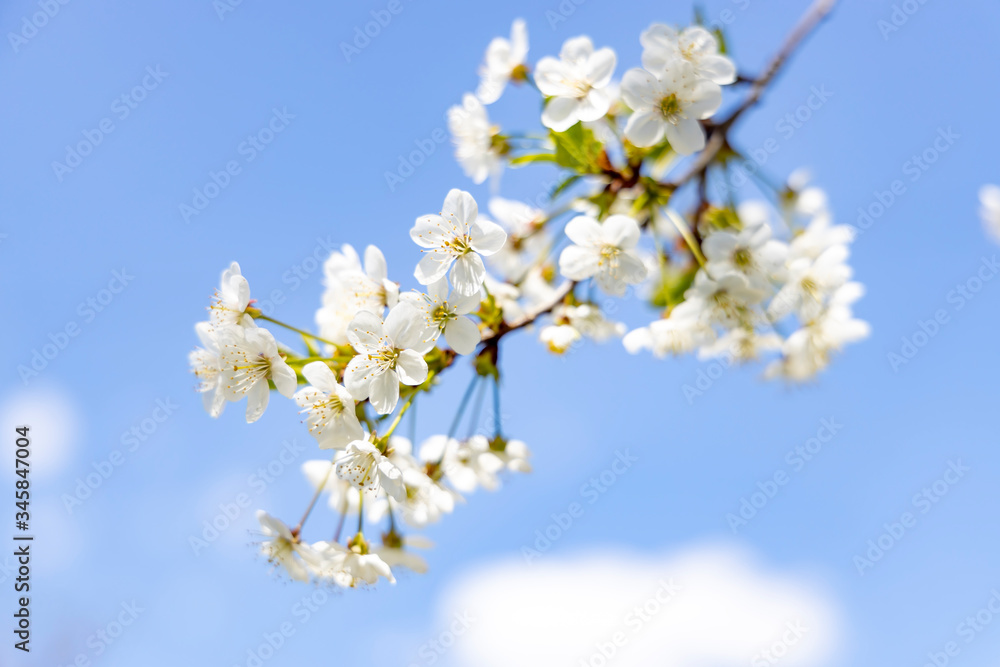 Blooming cherry on a background of blue sky with clouds. White flowers on a blue background close-up. Blooming cherry on a background of blue sky with clouds. White flowers on a blue background close-up.
