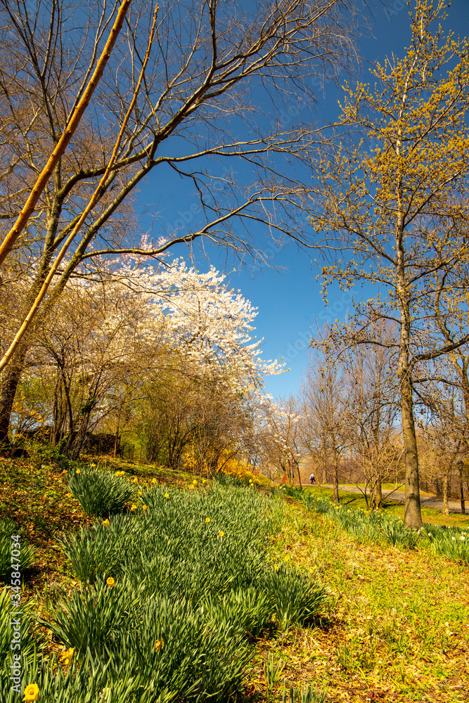 Naklejka premium White Cherry blossom in Central Park New York 