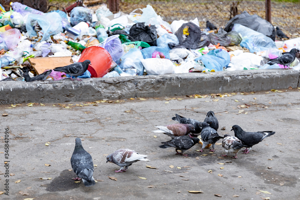Fototapeta premium Pigeons peck a piece of bread near the garbage dump.