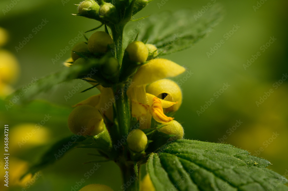 custom made wallpaper toronto digitalgelbe Taubnessel