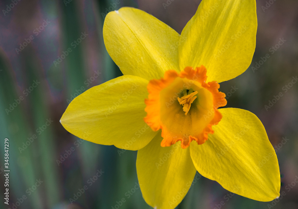 Close-up of narcissus flower with missing petal.