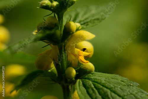 Wallpaper Mural gelbe Taubnessel Torontodigital.ca