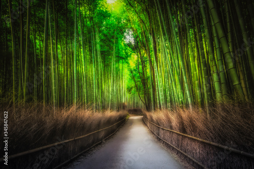 Scenic view of Sagano Bamboo Forest in the Morning Autumn, Arashiyama, Kyoto, Japan photo