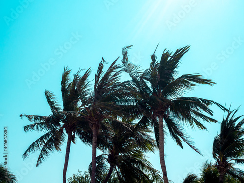 Coconut palm tree on blue sky background in summer times. © tete_escape