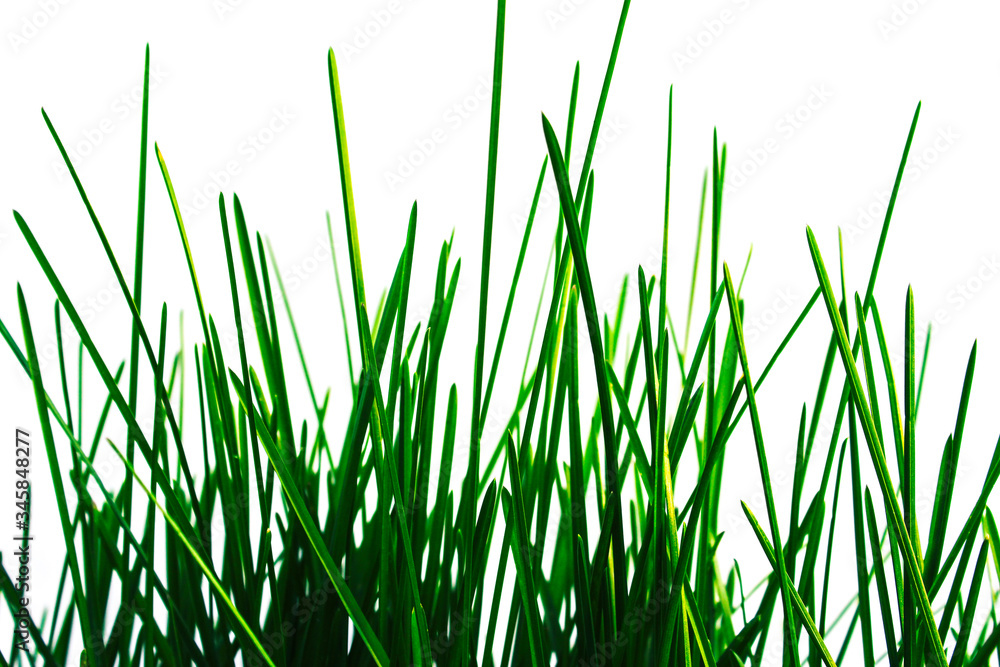 Green grass Green grass