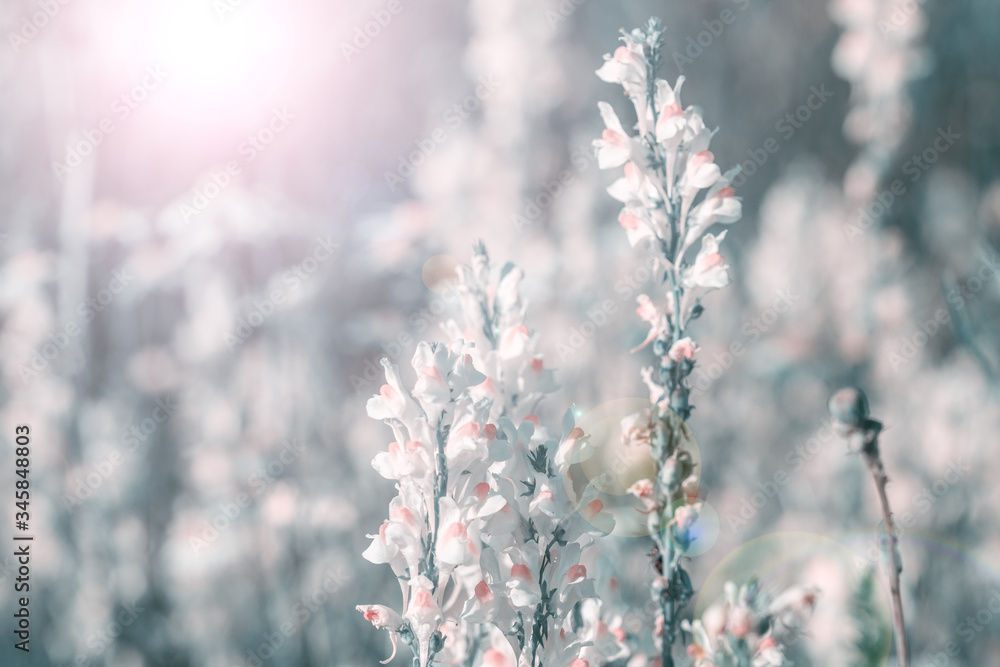white flowers growing on summer meadow in morning sunlight white flowers growing on summer meadow in morning sunlight