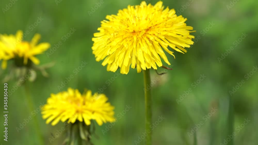 Close up flowers yellow dandelions. Yellow dandelions. Bright dandelion flowers on the background of green spring meadows. Close up flowers yellow dandelions. Yellow dandelions. Bright dandelion flowers on the background of green spring meadows.