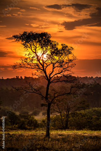 silhouette of a tree © RicardoMauricio